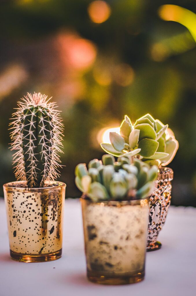 Decoración de mesa con cactus y suculentas en recipientes dorados en el Hotel Grand Packard